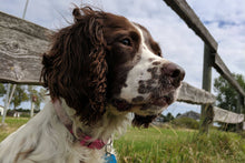 Load image into Gallery viewer, Lil Bird Dog BBQ Sauce