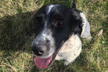 Load image into Gallery viewer, Mischievous Mustard